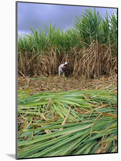 Sugar Cane Cutting by Hand, Reunion Island, Indian Ocean-Sylvain Grandadam-Mounted Photographic Print