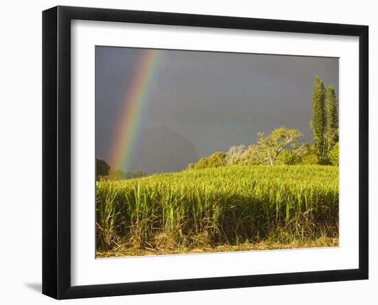 Sugar cane field, St-Philippe, South Reunion, Reunion Island, France-Walter Bibikow-Framed Photographic Print