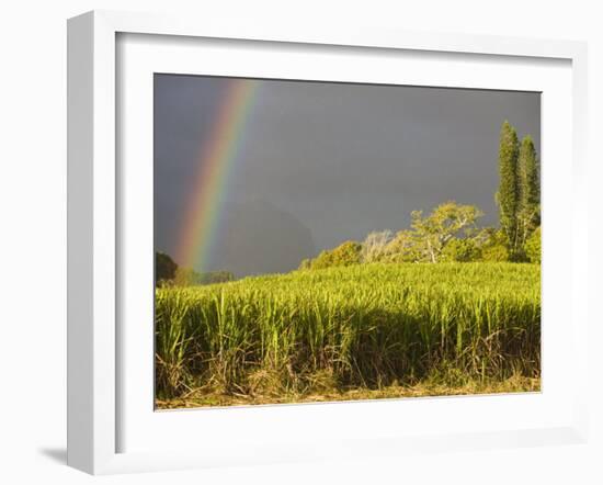 Sugar cane field, St-Philippe, South Reunion, Reunion Island, France-Walter Bibikow-Framed Photographic Print