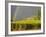 Sugar cane field, St-Philippe, South Reunion, Reunion Island, France-Walter Bibikow-Framed Photographic Print