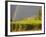 Sugar cane field, St-Philippe, South Reunion, Reunion Island, France-Walter Bibikow-Framed Photographic Print