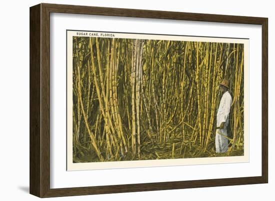 Sugar Cane, Florida-null-Framed Art Print