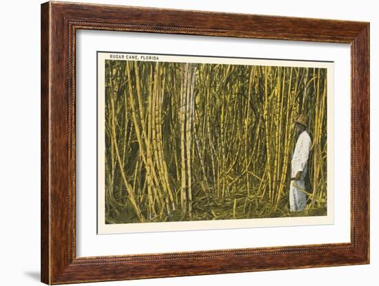 Sugar Cane, Florida-null-Framed Art Print