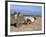 Sugar Cane Harvest, San Luis Valley, Sancti Spiritus Province, Cuba, West Indies, Central America-Bruno Morandi-Framed Photographic Print