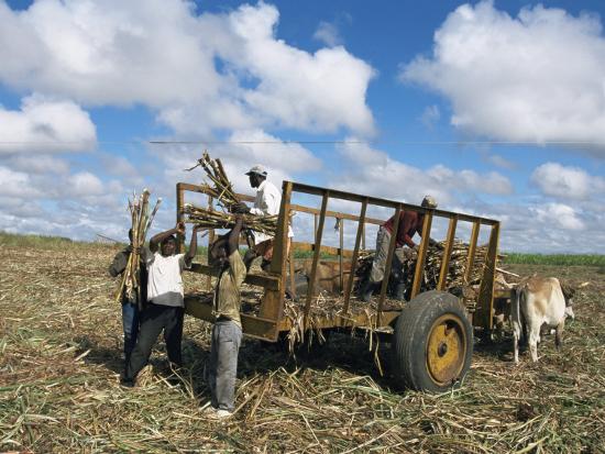 Sugar Cane Harvest South Coast Dominican Republic West Indies