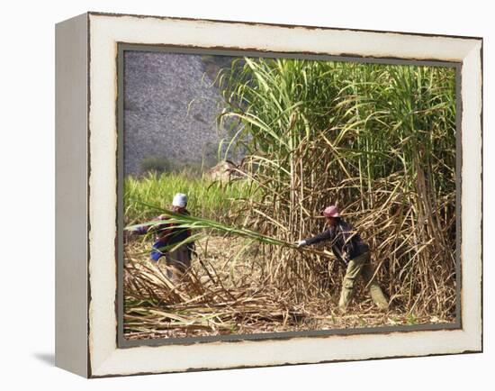 Sugar Cane Harvest-Bjorn Svensson-Framed Premier Image Canvas