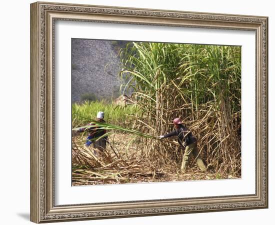 Sugar Cane Harvest-Bjorn Svensson-Framed Photographic Print