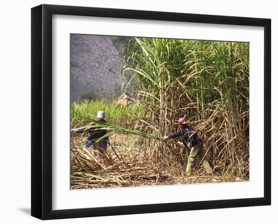 Sugar Cane Harvest-Bjorn Svensson-Framed Photographic Print