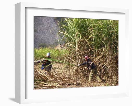 Sugar Cane Harvest-Bjorn Svensson-Framed Photographic Print