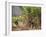 Sugar Cane Harvest-Bjorn Svensson-Framed Photographic Print