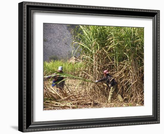 Sugar Cane Harvest-Bjorn Svensson-Framed Photographic Print