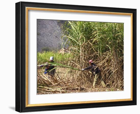 Sugar Cane Harvest-Bjorn Svensson-Framed Photographic Print