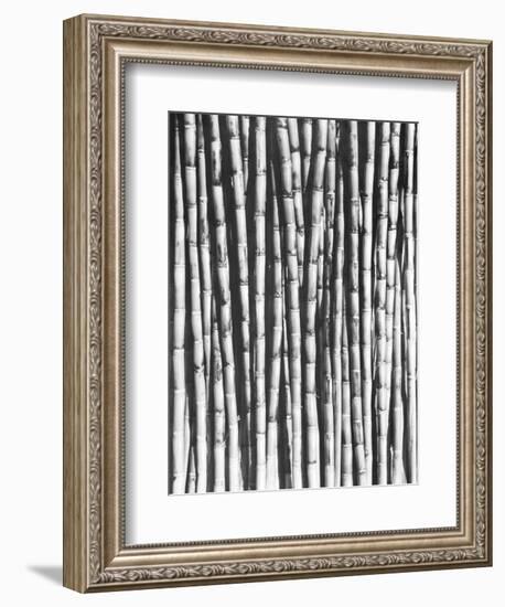 Sugar Cane, Mexico, 1929-Tina Modotti-Framed Giclee Print