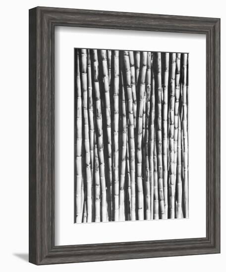 Sugar Cane, Mexico, 1929-Tina Modotti-Framed Giclee Print