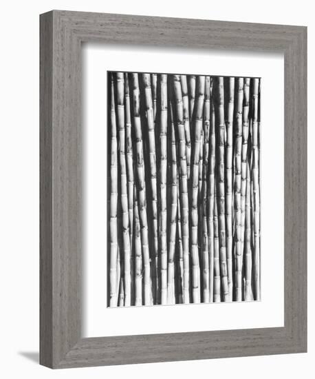 Sugar Cane, Mexico, 1929-Tina Modotti-Framed Giclee Print