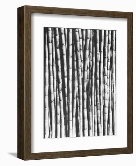 Sugar Cane, Mexico, 1929-Tina Modotti-Framed Giclee Print