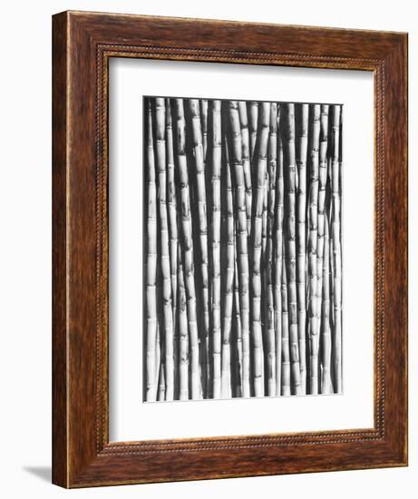 Sugar Cane, Mexico, 1929-Tina Modotti-Framed Giclee Print