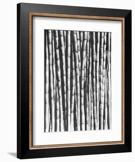 Sugar Cane, Mexico, 1929-Tina Modotti-Framed Giclee Print