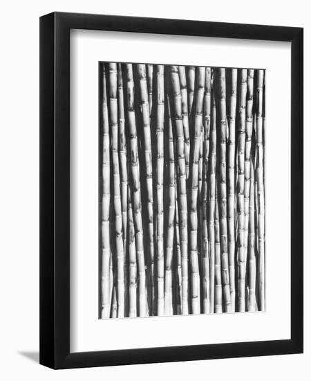 Sugar Cane, Mexico, 1929-Tina Modotti-Framed Giclee Print