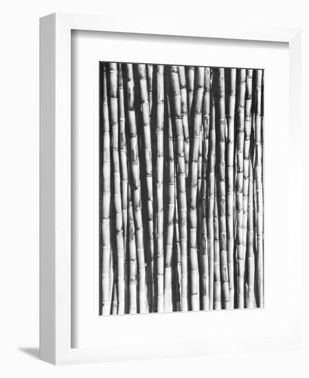 Sugar Cane, Mexico, 1929-Tina Modotti-Framed Giclee Print