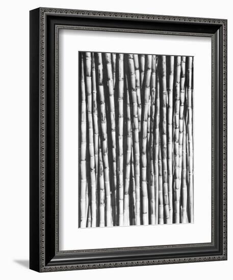 Sugar Cane, Mexico, 1929-Tina Modotti-Framed Giclee Print