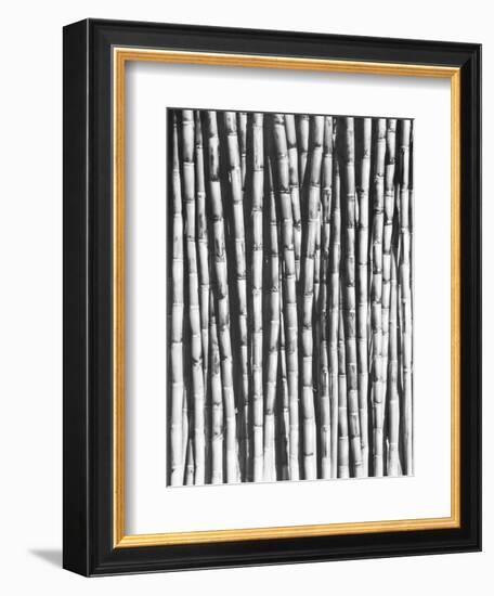 Sugar Cane, Mexico, 1929-Tina Modotti-Framed Giclee Print