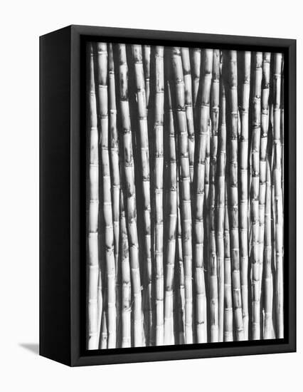 Sugar Cane, Mexico, 1929-Tina Modotti-Framed Premier Image Canvas