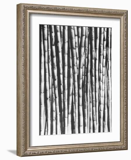 Sugar Cane, Mexico, 1929-Tina Modotti-Framed Giclee Print