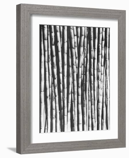 Sugar Cane, Mexico, 1929-Tina Modotti-Framed Giclee Print