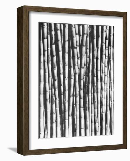 Sugar Cane, Mexico, 1929-Tina Modotti-Framed Giclee Print