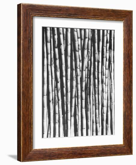 Sugar Cane, Mexico, 1929-Tina Modotti-Framed Giclee Print