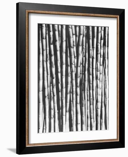 Sugar Cane, Mexico, 1929-Tina Modotti-Framed Giclee Print