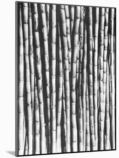 Sugar Cane, Mexico, 1929-Tina Modotti-Mounted Giclee Print