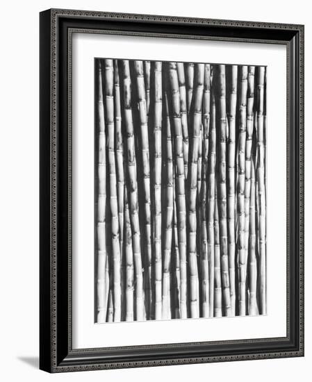 Sugar Cane, Mexico, 1929-Tina Modotti-Framed Giclee Print