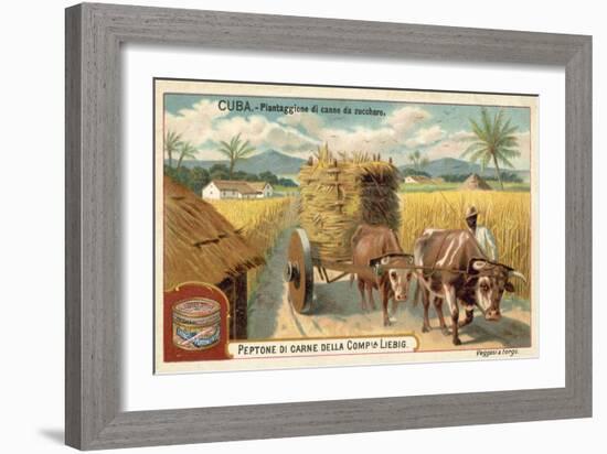 Sugar Cane Plantation, Cuba-null-Framed Giclee Print