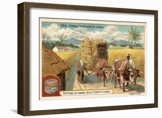 Sugar Cane Plantation, Cuba-null-Framed Giclee Print