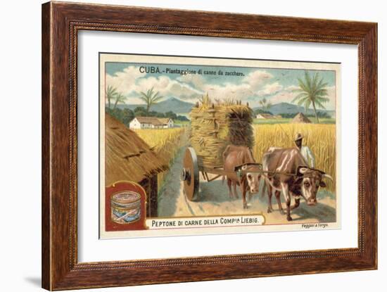 Sugar Cane Plantation, Cuba-null-Framed Giclee Print