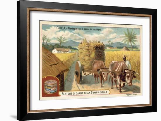 Sugar Cane Plantation, Cuba-null-Framed Giclee Print
