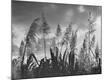 Premium Photographic Print