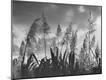 Photographic Print
