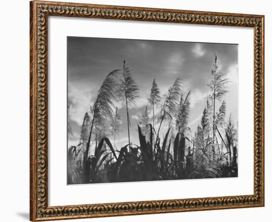 Sugar Cane Showing Tassels on the Canlubang Sugar Plantation-null-Framed Photographic Print