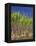 Sugar Cane-Bjorn Svensson-Framed Premier Image Canvas