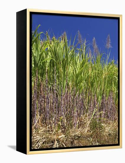 Sugar Cane-Bjorn Svensson-Framed Premier Image Canvas