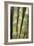 Sugar Cane-Veronique Leplat-Framed Photographic Print