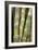Sugar Cane-Veronique Leplat-Framed Photographic Print