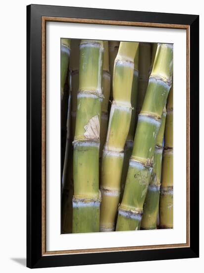 Sugar Cane-Veronique Leplat-Framed Photographic Print