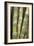 Sugar Cane-Veronique Leplat-Framed Photographic Print