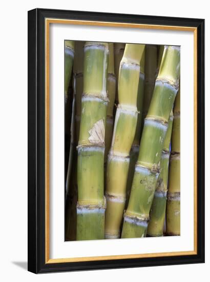 Sugar Cane-Veronique Leplat-Framed Photographic Print