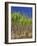 Sugar Cane-Bjorn Svensson-Framed Photographic Print