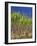 Sugar Cane-Bjorn Svensson-Framed Photographic Print